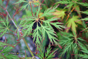 - Acer palmatum 'Marielle' Japanese Maple - Mr Maple │ Buy Japanese Maple Trees