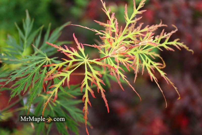 - Acer palmatum 'Marielle' Japanese Maple - Mr Maple │ Buy Japanese Maple Trees