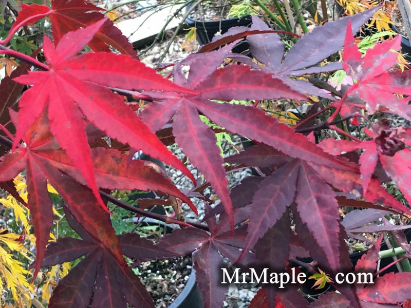 - Acer palmatum 'Marjan' Hardy Red Japanese Maple - Mr Maple │ Buy Japanese Maple Trees