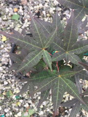 - Acer palmatum 'Marjan' Hardy Red Japanese Maple - Mr Maple │ Buy Japanese Maple Trees