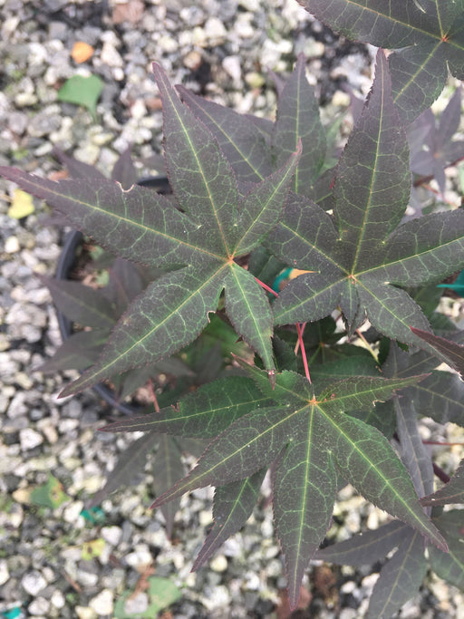 - Acer palmatum 'Marjan' Hardy Red Japanese Maple - Mr Maple │ Buy Japanese Maple Trees