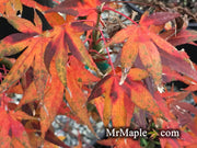 - Acer palmatum 'Marjan' Hardy Red Japanese Maple - Mr Maple │ Buy Japanese Maple Trees