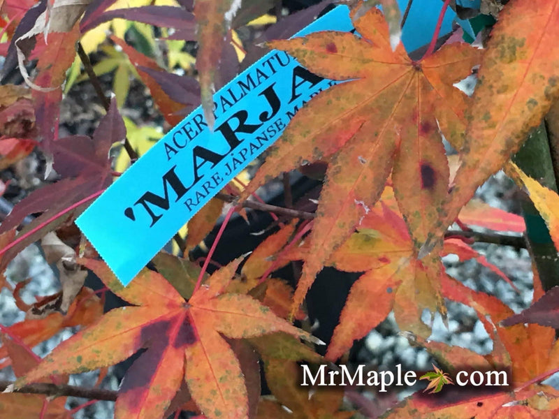 - Acer palmatum 'Marjan' Hardy Red Japanese Maple - Mr Maple │ Buy Japanese Maple Trees