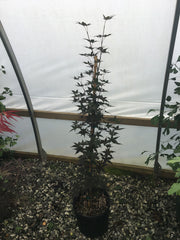 - Acer palmatum 'Marjan' Hardy Red Japanese Maple - Mr Maple │ Buy Japanese Maple Trees