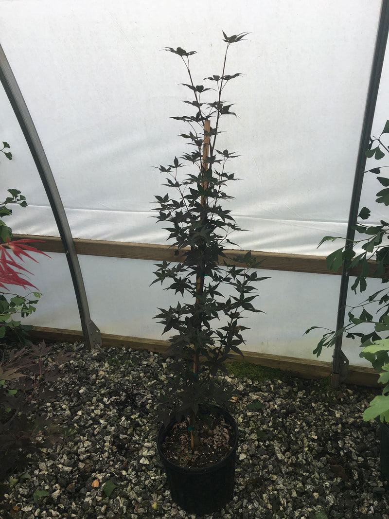 - Acer palmatum 'Marjan' Hardy Red Japanese Maple - Mr Maple │ Buy Japanese Maple Trees