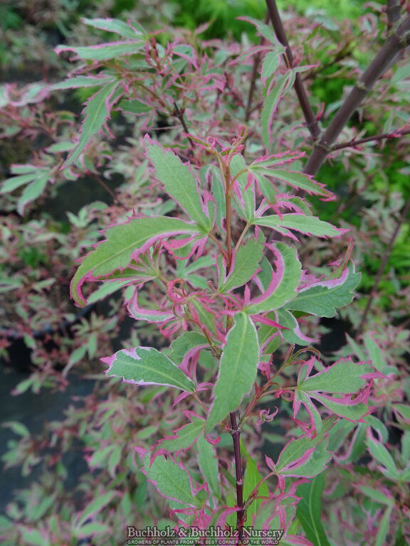 - Acer palmatum 'Marlo' Pink Variegated Japanese Maple - Mr Maple │ Buy Japanese Maple Trees