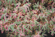 - Acer palmatum 'Marlo' Pink Variegated Japanese Maple - Mr Maple │ Buy Japanese Maple Trees