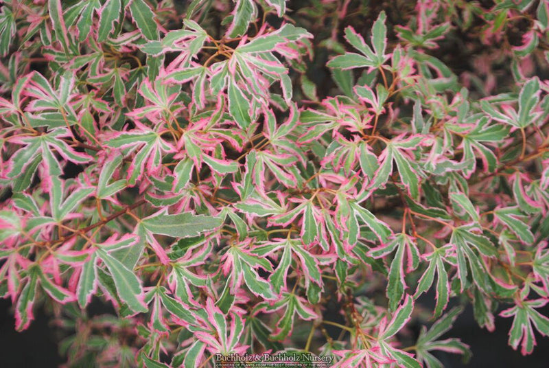 - Acer palmatum 'Marlo' Pink Variegated Japanese Maple - Mr Maple │ Buy Japanese Maple Trees