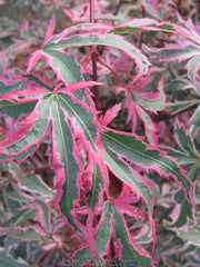 - Acer palmatum 'Marlo' Pink Variegated Japanese Maple - Mr Maple │ Buy Japanese Maple Trees