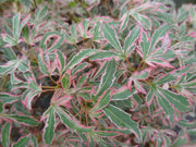 - Acer palmatum 'Marlo' Pink Variegated Japanese Maple - Mr Maple │ Buy Japanese Maple Trees