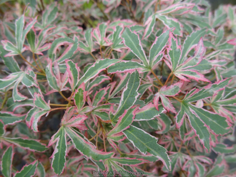 - Acer palmatum 'Marlo' Pink Variegated Japanese Maple - Mr Maple │ Buy Japanese Maple Trees