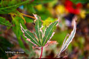- Acer palmatum 'Marlo' Pink Variegated Japanese Maple - Mr Maple │ Buy Japanese Maple Trees
