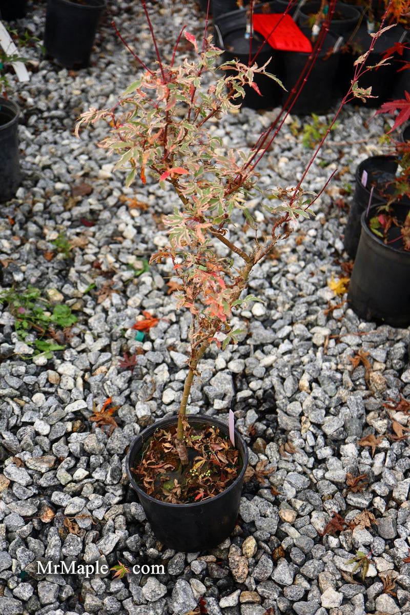 - Acer palmatum 'Marlo' Pink Variegated Japanese Maple - Mr Maple │ Buy Japanese Maple Trees