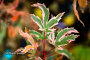 - Acer palmatum 'Marlo' Pink Variegated Japanese Maple - Mr Maple │ Buy Japanese Maple Trees