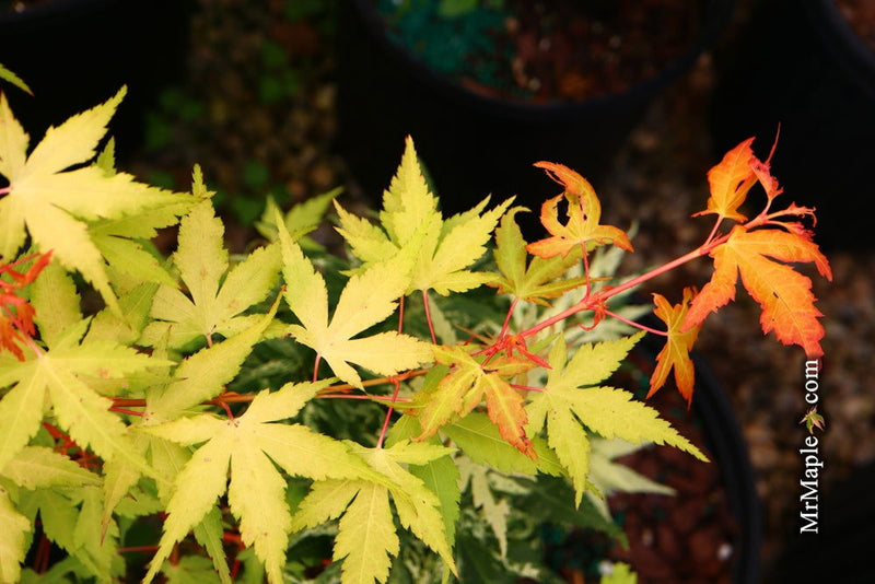 Acer palmatum 'Marmalade' Japanese Maple