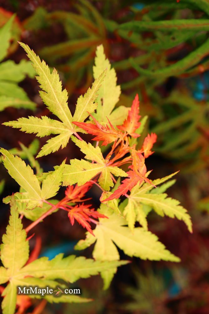 Acer palmatum 'Marmalade' Japanese Maple