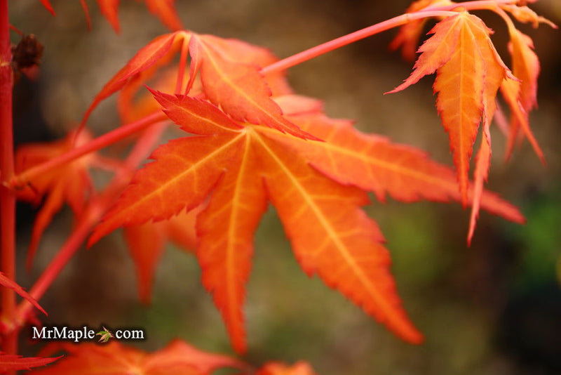- Acer palmatum 'Marmalade' Japanese Maple - Mr Maple │ Buy Japanese Maple Trees