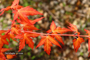 - Acer palmatum 'Marmalade' Japanese Maple - Mr Maple │ Buy Japanese Maple Trees