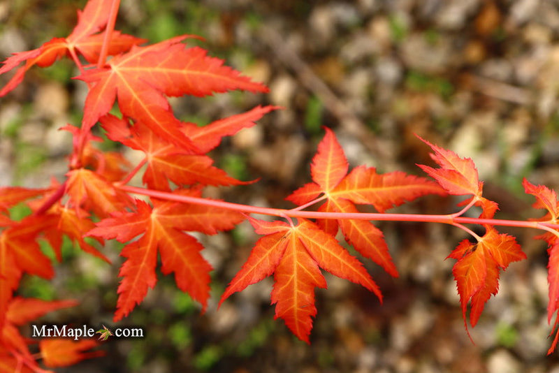 - Acer palmatum 'Marmalade' Japanese Maple - Mr Maple │ Buy Japanese Maple Trees