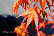 - Acer palmatum 'Marmalade' Japanese Maple - Mr Maple │ Buy Japanese Maple Trees