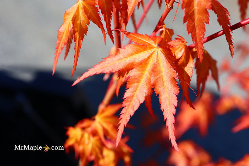 - Acer palmatum 'Marmalade' Japanese Maple - Mr Maple │ Buy Japanese Maple Trees
