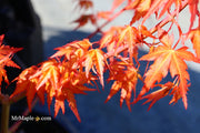 - Acer palmatum 'Marmalade' Japanese Maple - Mr Maple │ Buy Japanese Maple Trees