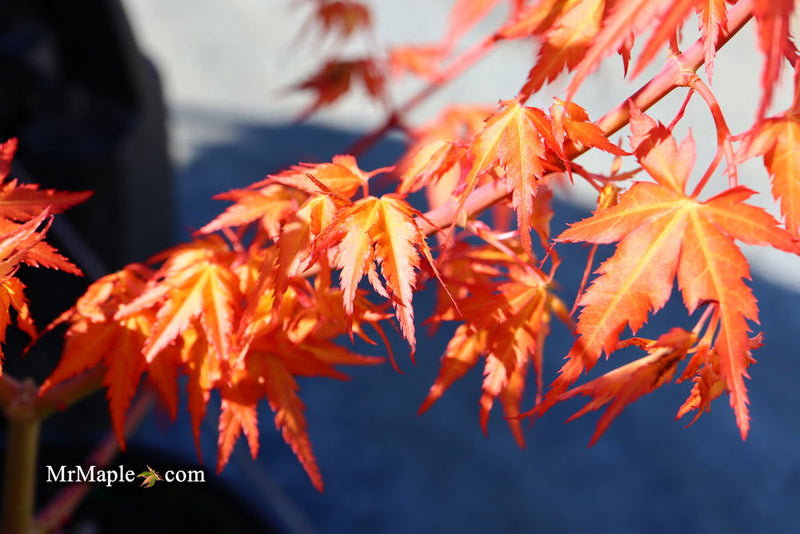 - Acer palmatum 'Marmalade' Japanese Maple - Mr Maple │ Buy Japanese Maple Trees