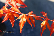 - Acer palmatum 'Marmalade' Japanese Maple - Mr Maple │ Buy Japanese Maple Trees