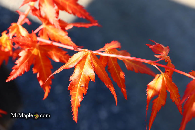 - Acer palmatum 'Marmalade' Japanese Maple - Mr Maple │ Buy Japanese Maple Trees