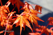 - Acer palmatum 'Marmalade' Japanese Maple - Mr Maple │ Buy Japanese Maple Trees