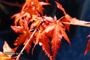 - Acer palmatum 'Marmalade' Japanese Maple - Mr Maple │ Buy Japanese Maple Trees