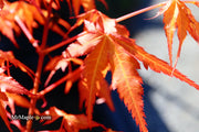 - Acer palmatum 'Marmalade' Japanese Maple - Mr Maple │ Buy Japanese Maple Trees