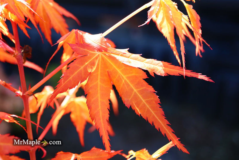 - Acer palmatum 'Marmalade' Japanese Maple - Mr Maple │ Buy Japanese Maple Trees
