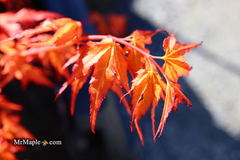 - Acer palmatum 'Marmalade' Japanese Maple - Mr Maple │ Buy Japanese Maple Trees