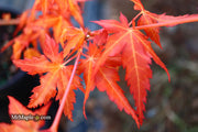 - Acer palmatum 'Marmalade' Japanese Maple - Mr Maple │ Buy Japanese Maple Trees