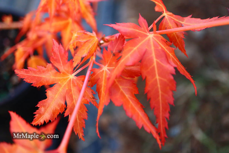 - Acer palmatum 'Marmalade' Japanese Maple - Mr Maple │ Buy Japanese Maple Trees