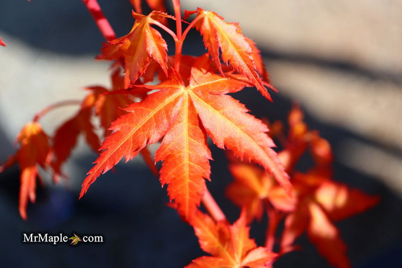 - Acer palmatum 'Marmalade' Japanese Maple - Mr Maple │ Buy Japanese Maple Trees