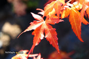 - Acer palmatum 'Marmalade' Japanese Maple - Mr Maple │ Buy Japanese Maple Trees