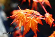 - Acer palmatum 'Marmalade' Japanese Maple - Mr Maple │ Buy Japanese Maple Trees