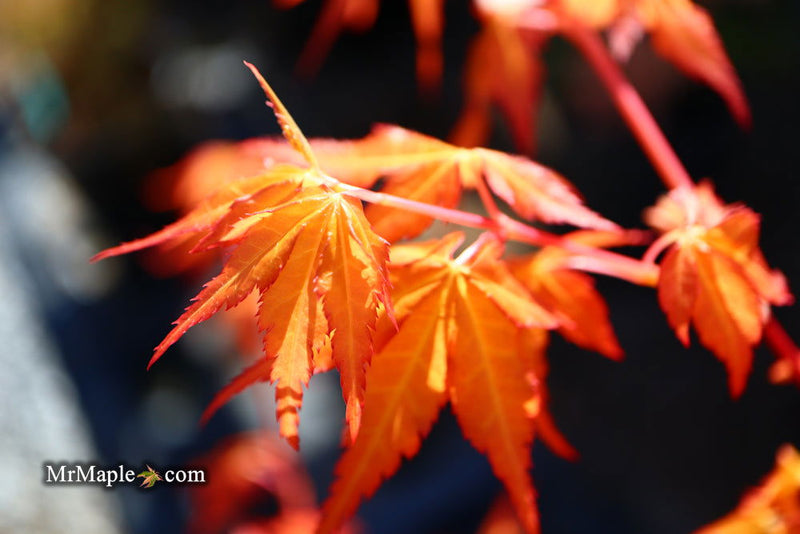 - Acer palmatum 'Marmalade' Japanese Maple - Mr Maple │ Buy Japanese Maple Trees