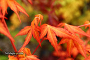 - Acer palmatum 'Marmalade' Japanese Maple - Mr Maple │ Buy Japanese Maple Trees