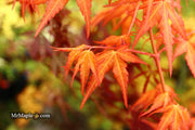 - Acer palmatum 'Marmalade' Japanese Maple - Mr Maple │ Buy Japanese Maple Trees