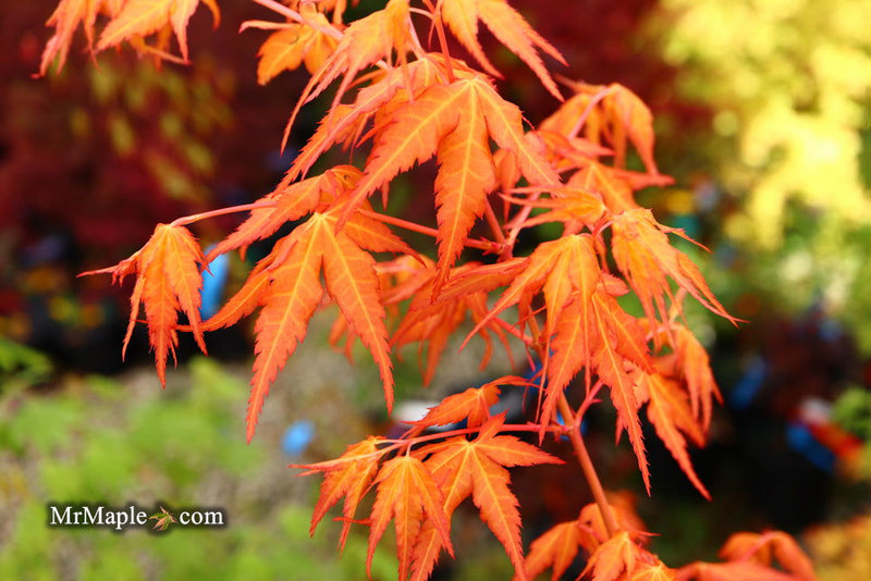 - Acer palmatum 'Marmalade' Japanese Maple - Mr Maple │ Buy Japanese Maple Trees