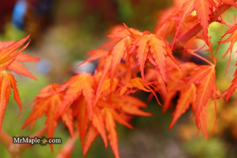 - Acer palmatum 'Marmalade' Japanese Maple - Mr Maple │ Buy Japanese Maple Trees
