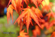 - Acer palmatum 'Marmalade' Japanese Maple - Mr Maple │ Buy Japanese Maple Trees
