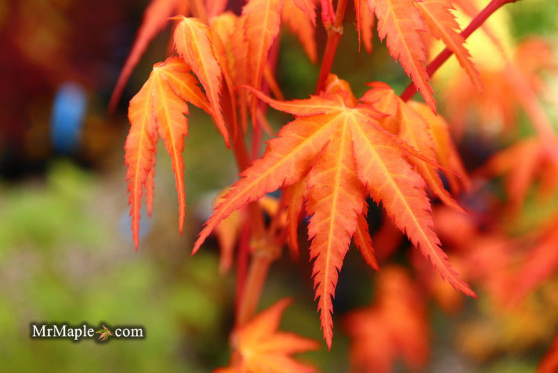 - Acer palmatum 'Marmalade' Japanese Maple - Mr Maple │ Buy Japanese Maple Trees