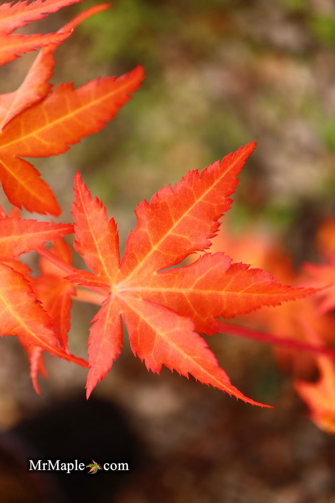 - Acer palmatum 'Marmalade' Japanese Maple - Mr Maple │ Buy Japanese Maple Trees
