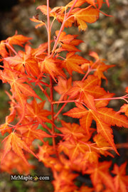 - Acer palmatum 'Marmalade' Japanese Maple - Mr Maple │ Buy Japanese Maple Trees