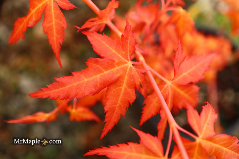 - Acer palmatum 'Marmalade' Japanese Maple - Mr Maple │ Buy Japanese Maple Trees