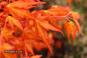 - Acer palmatum 'Marmalade' Japanese Maple - Mr Maple │ Buy Japanese Maple Trees